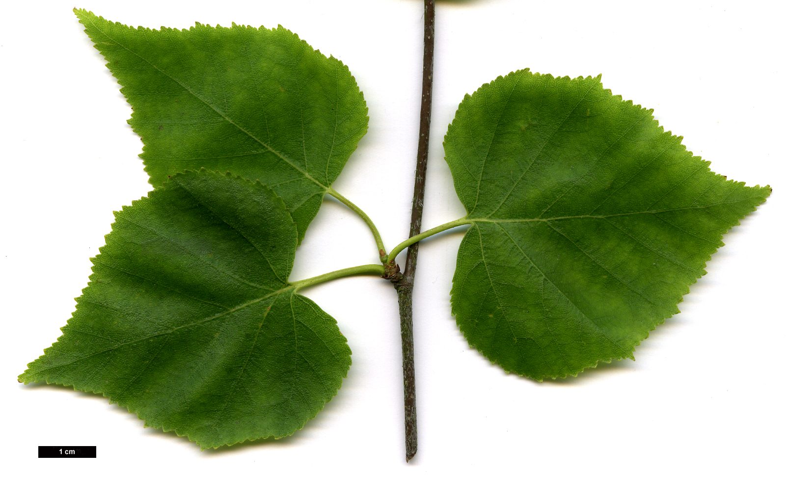 High resolution image: Family: Betulaceae - Genus: Betula - Taxon: pendula - SpeciesSub: subsp. mandshurica